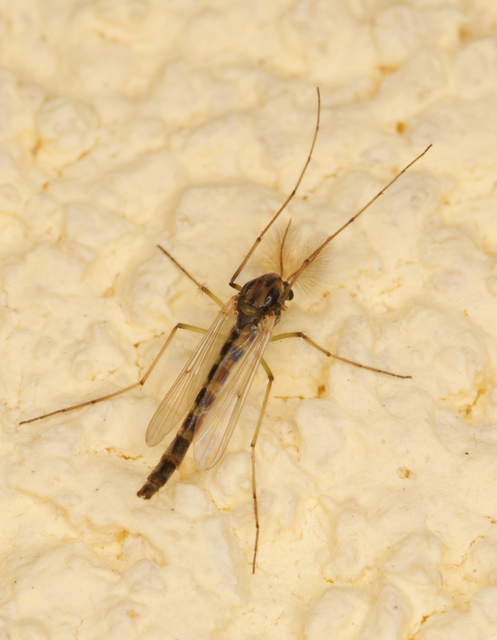 Chironomini