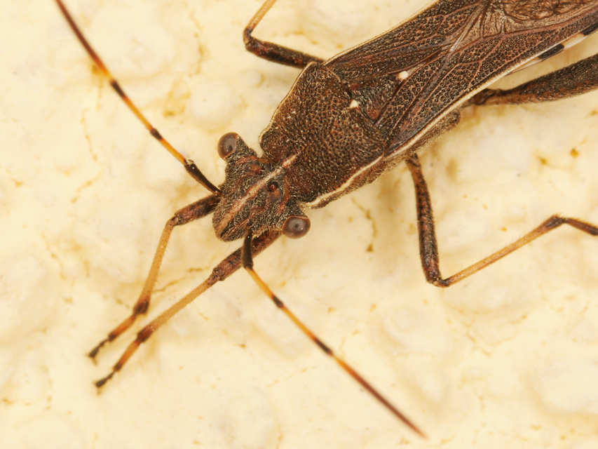 Camptopus lateralis - görbelábú karimáspoloska