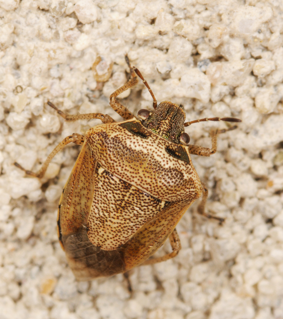 Eysarcoris ventralis - fakó feketefejű-poloska Eysarcoris ventralis - fakó feketefejű-poloska
