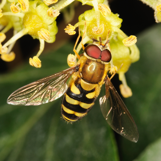 Syrphus