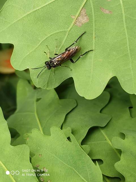 Tenthredinidae - valódi levéldarazsak