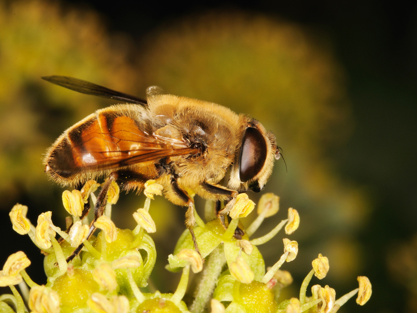 Eristalis tenax - közönséges herelégy