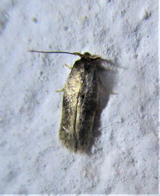 Nepticulidae - törpemolyfélék