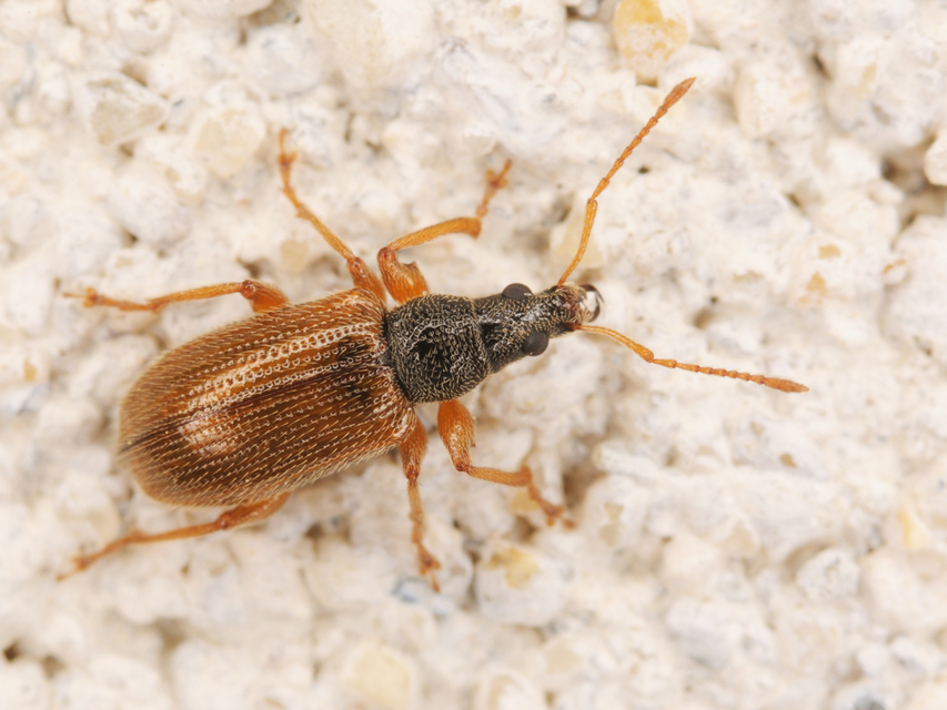 Phyllobius oblongus - közönséges levélormányos