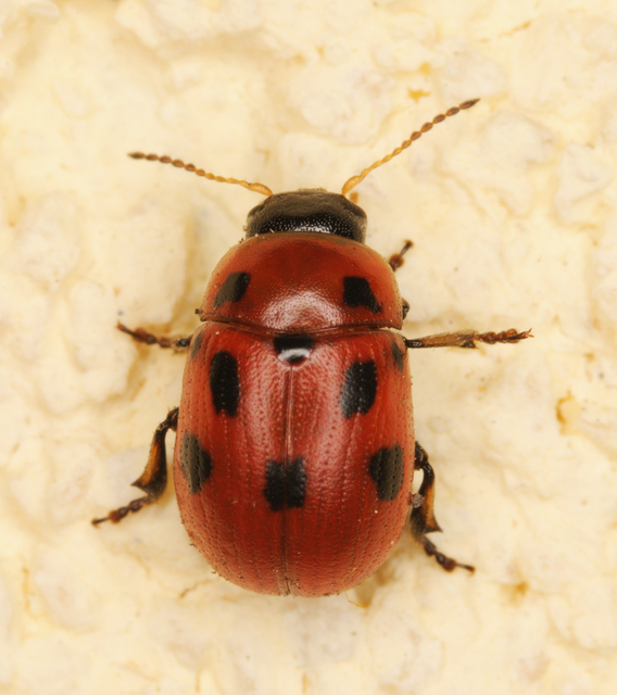 Gonioctena fornicata - közönséges lucernabogár