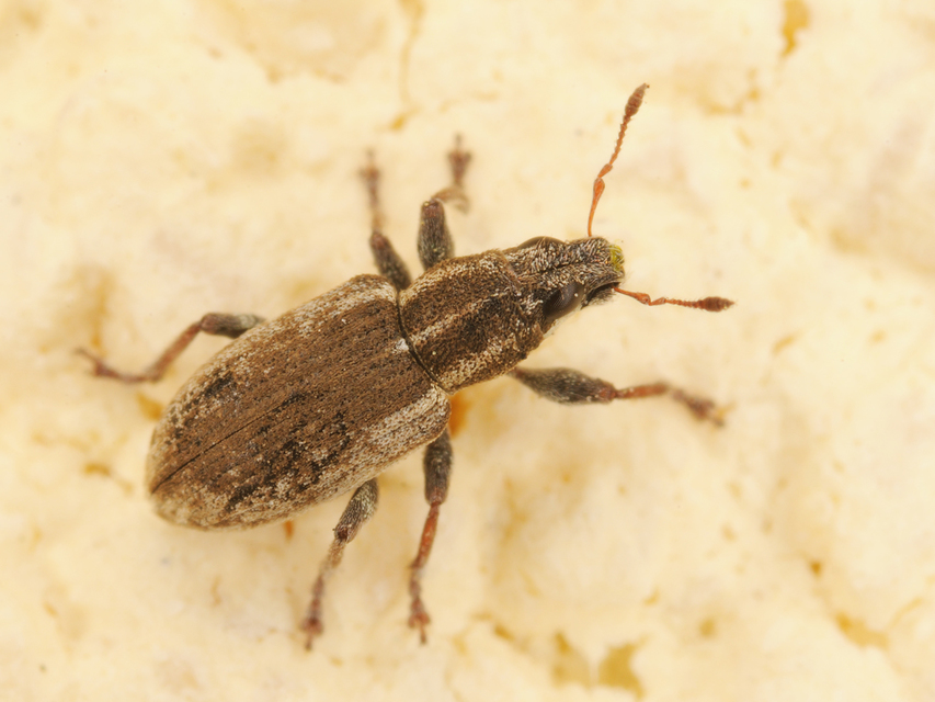 Sitona humeralis - lucerna-csipkézőbogár