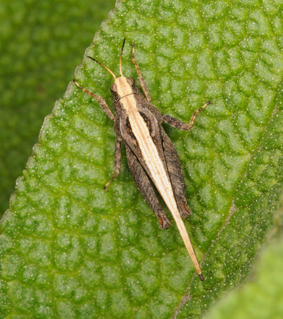 Tetrix subulata - közönséges tövishátúsáska
