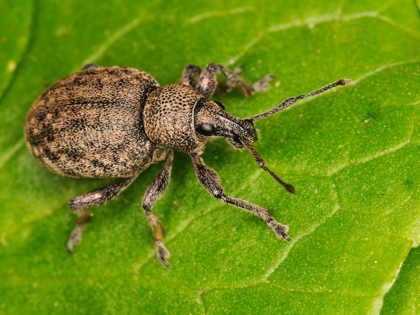 Otiorhynchus ligustici - vincellér-gyalogormányos