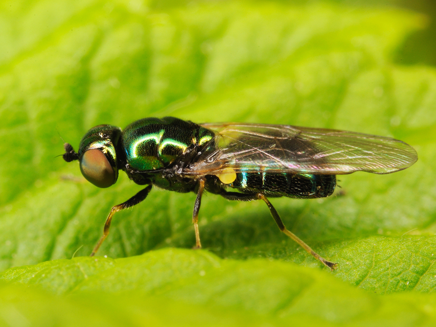 Microchrysa polita - feketecsápú fémeslégy