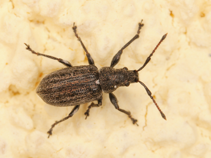Phyllobius pyri - gyümölcsfa-levélormányos