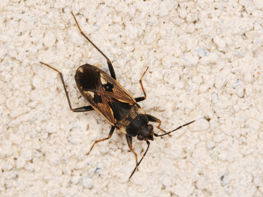 Rhyparochromus vulgaris - közönséges díszesbodobács