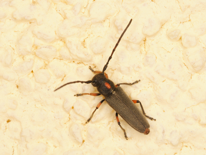 Phytoecia pustulata - parányi fűcincér