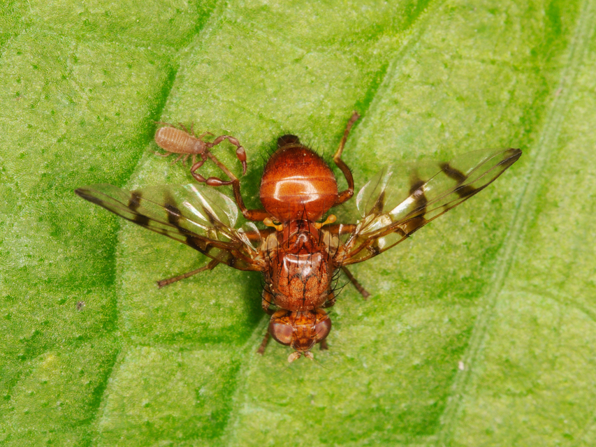 Pseudoscorpionida - Álskorpiók