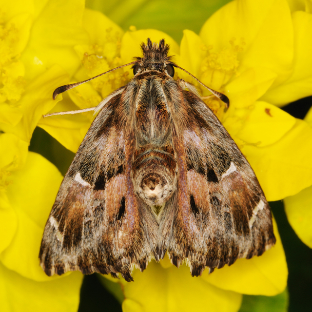 Carcharodus alceae - mályva-busalepke