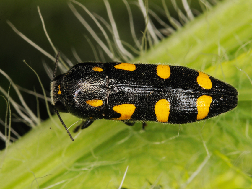 Ptosima undecimmaculata - sárgafoltos díszbogár