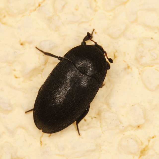 Dermestes fuliginosus - feketeszőrű porva
