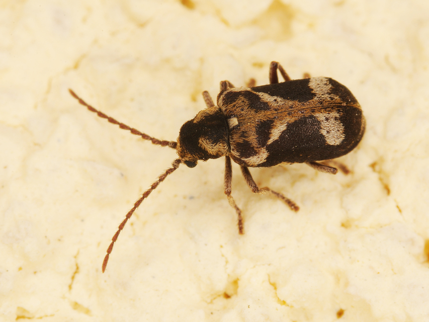 Ptinomorphus imperialis - díszes álszú