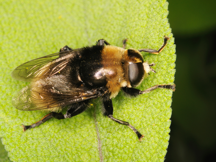 Merodon equestris - változékony nárciszlégy