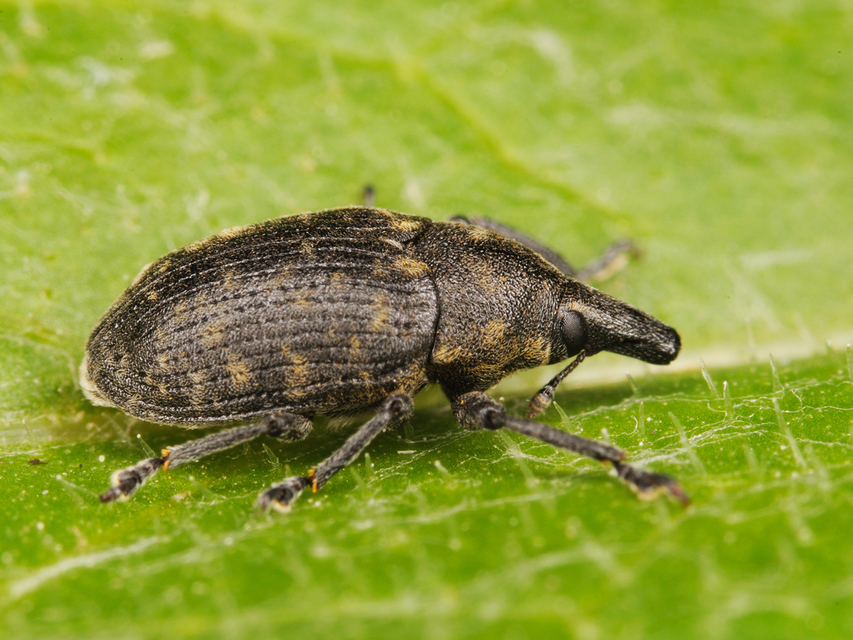 Larinus turbinatus - kúposorrú púderbarkó