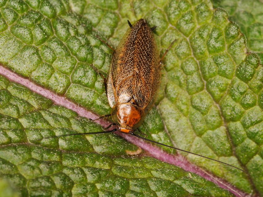 Ectobius erythronotus - sárgatorú erdeicsótány