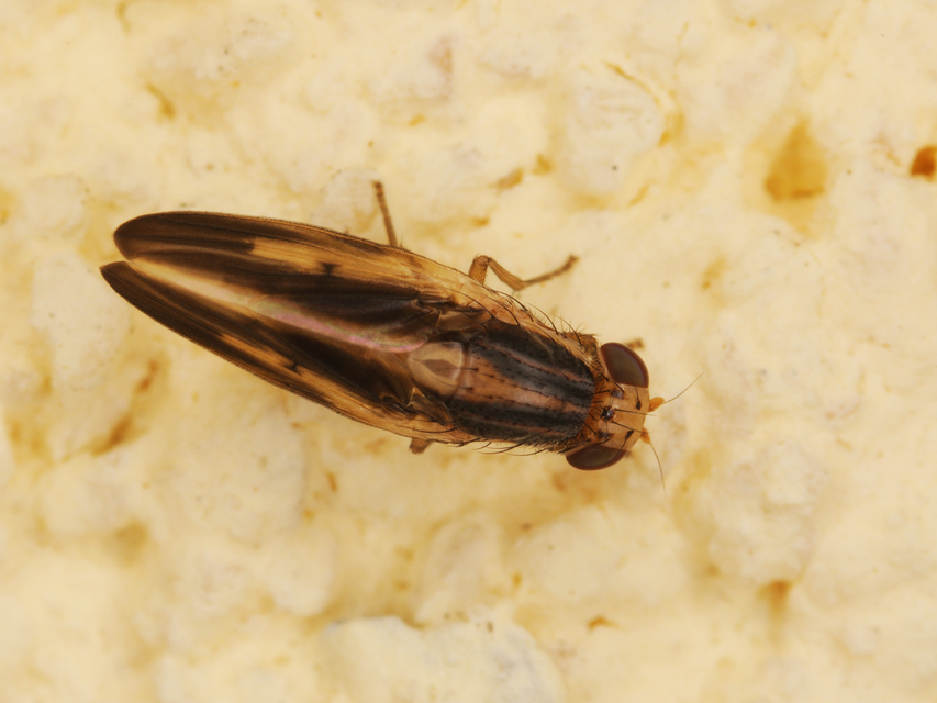 Peplomyza