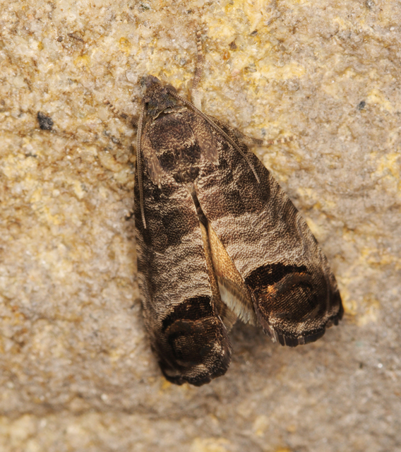 Cydia pomonella - almamoly