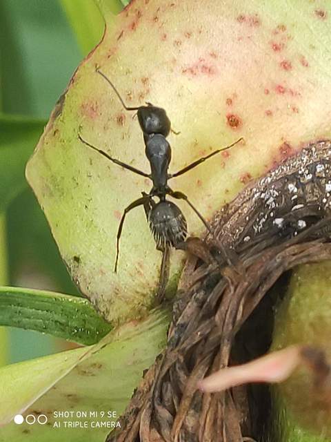 Camponotus vagus - fekete lóhangya