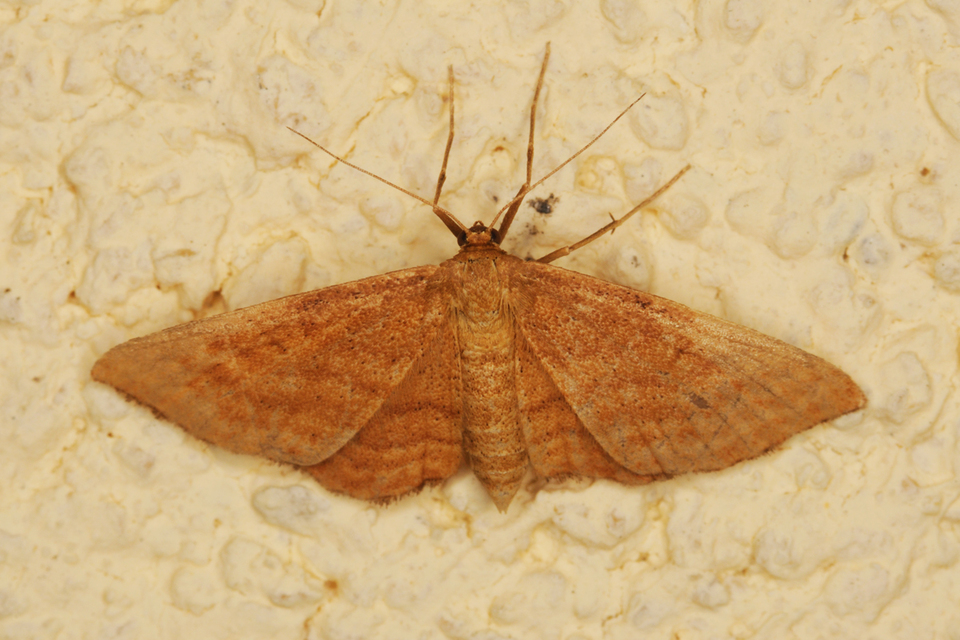 Idaea ochrata - okkerszínű sávosaraszoló