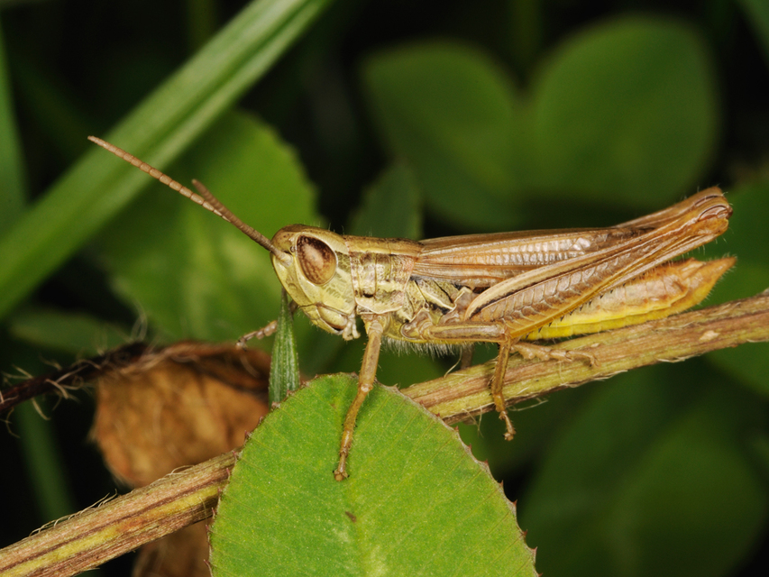 Euchorthippus declivus - rövidszárnyú rétisáska