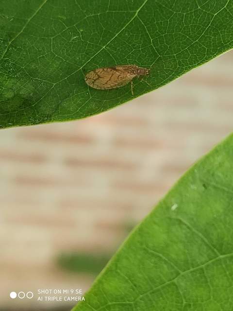 Hemerobiidae - barnafátyolkák