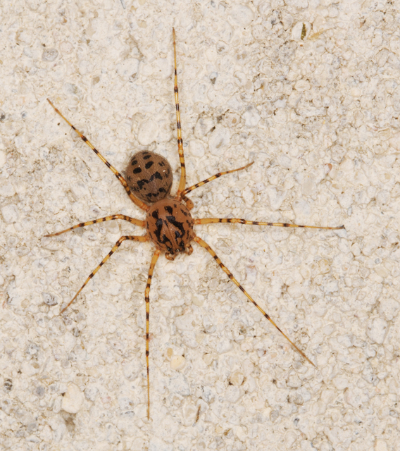 Scytodes thoracica - közönséges csupaszpók