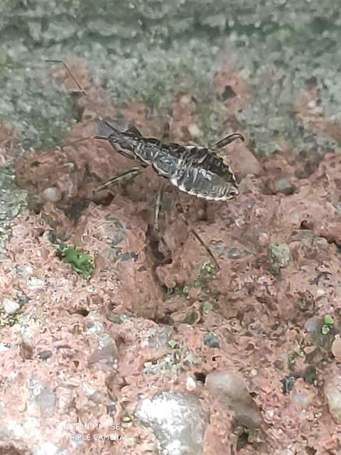 Himacerus apterus - nagy tolvajpoloska