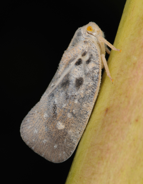 Metcalfa pruinosa - amerikai lepkekabóca