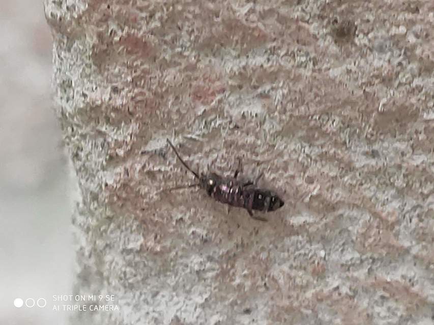 Tomoceridae