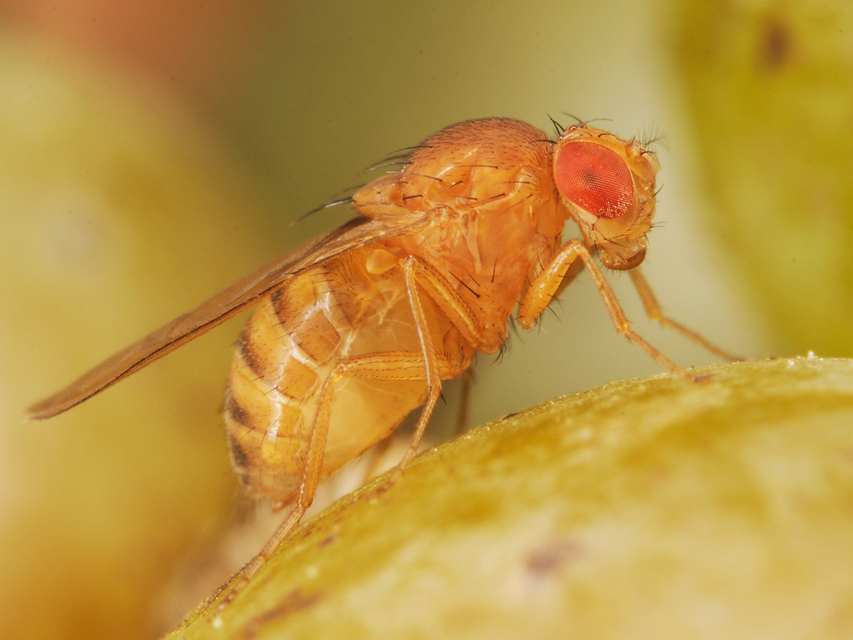 Drosophila