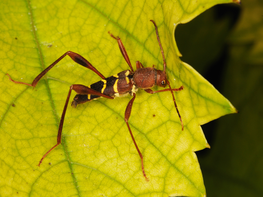 Neoclytus acuminatus - amerikai darázscincér