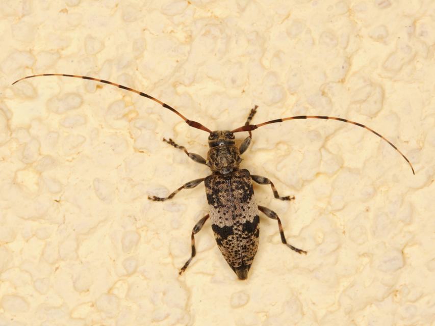 Leiopus nebulosus - öves gesztcincér