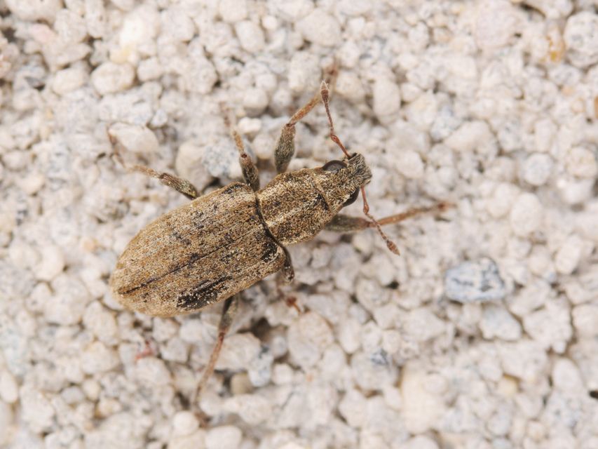 Sitona humeralis - lucerna-csipkézőbogár