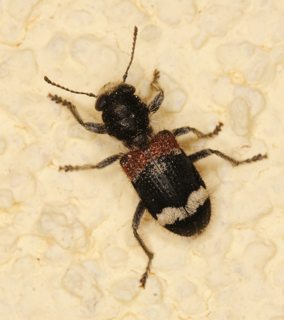 Clerus mutillarius - feketenyakú szúfarkas