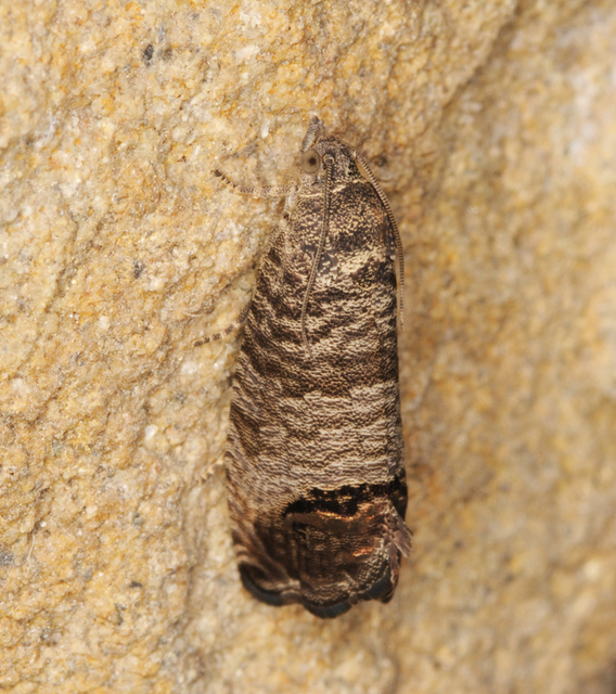 Cydia pomonella - almamoly