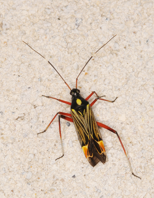 Miris striatus - sávos mezeipoloska