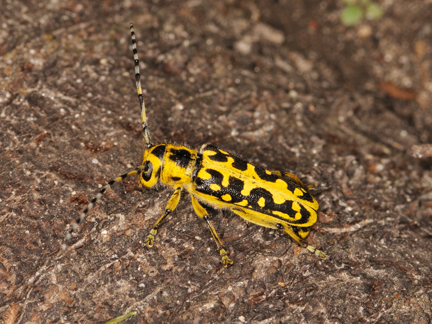Saperda scalaris - létracincér