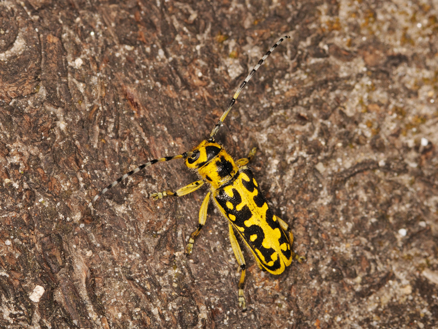 Saperda scalaris - létracincér