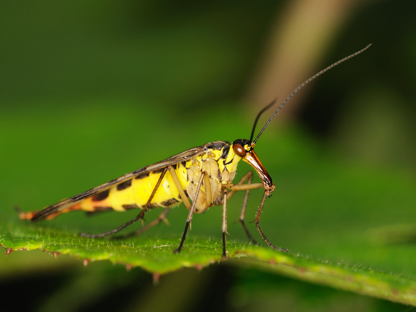 Panorpa communis/vulgaris