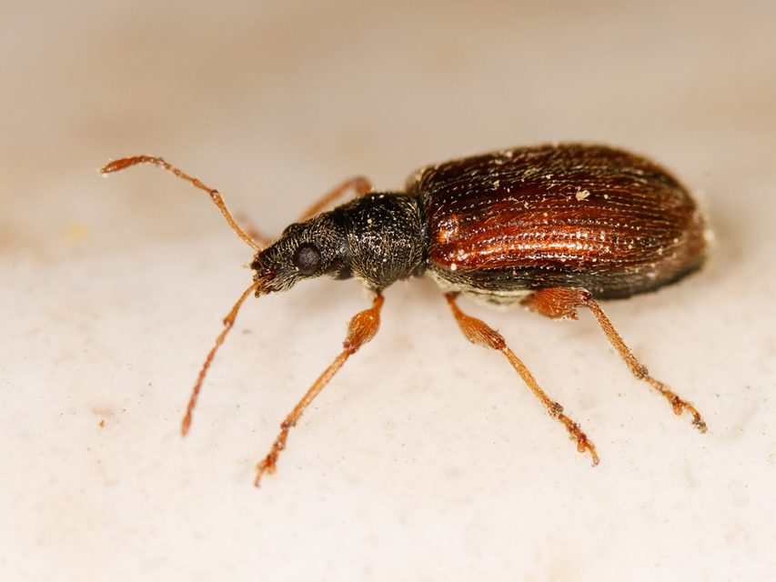 Phyllobius oblongus - közönséges levélormányos