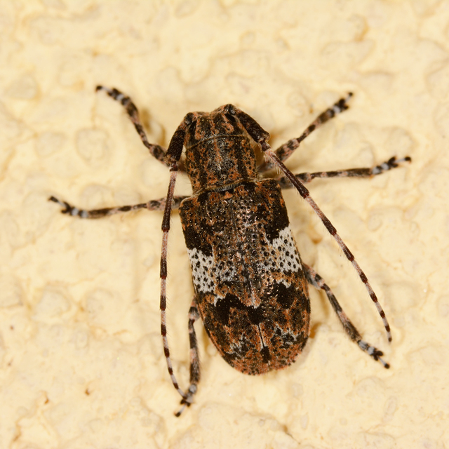 Mesosa nebulosa - ködfoltos cincér