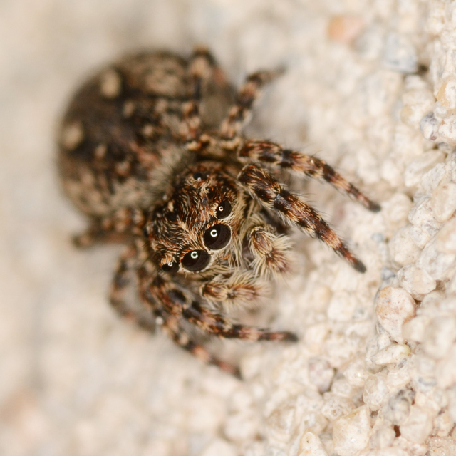 Attulus pubescens - bozontos ugrópók