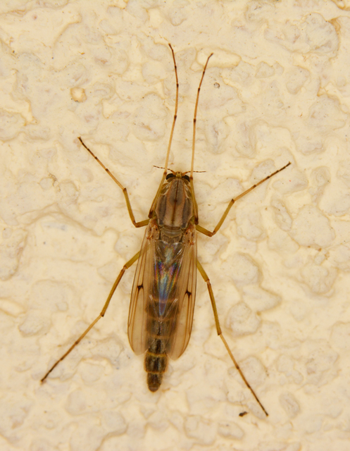 Chironomini