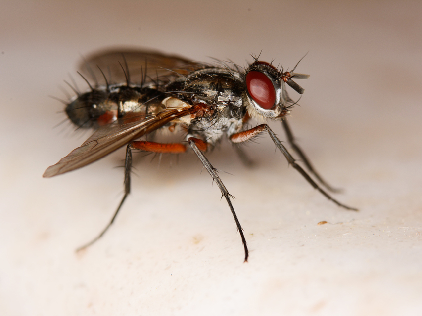 Mintho rufiventris