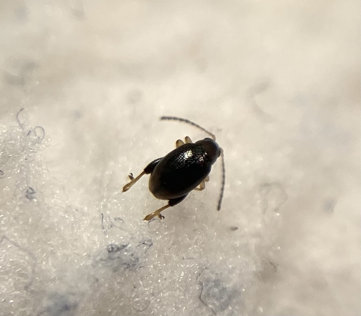 Longitarsus fulgens